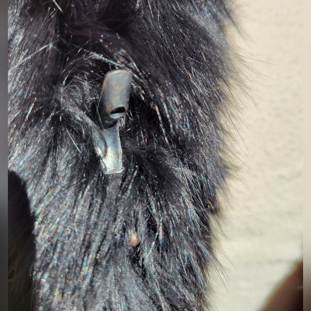 60's-70's Vintage Somerset Fur Black Rabbit Chic Chinese Collar Fur Coat Sz M - Picture 7 of 10